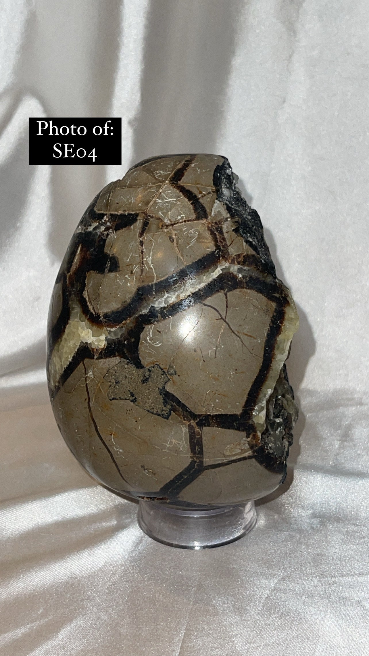 Septerian Large Dragon Egg