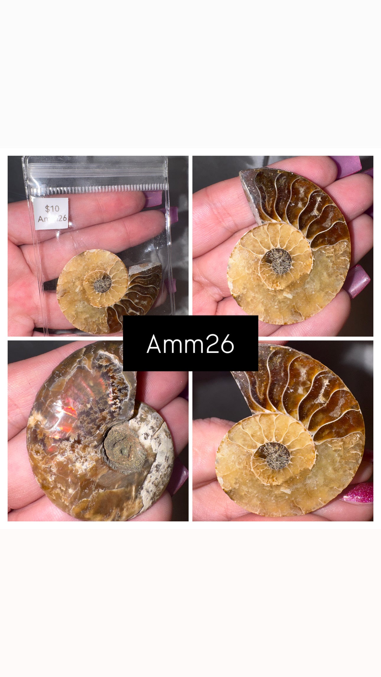 Ammonite Half