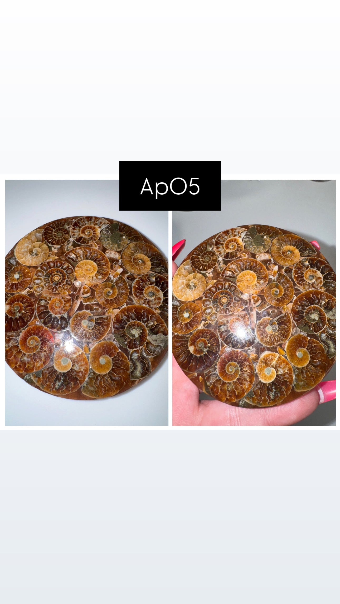 Ammonite Fossil Plate