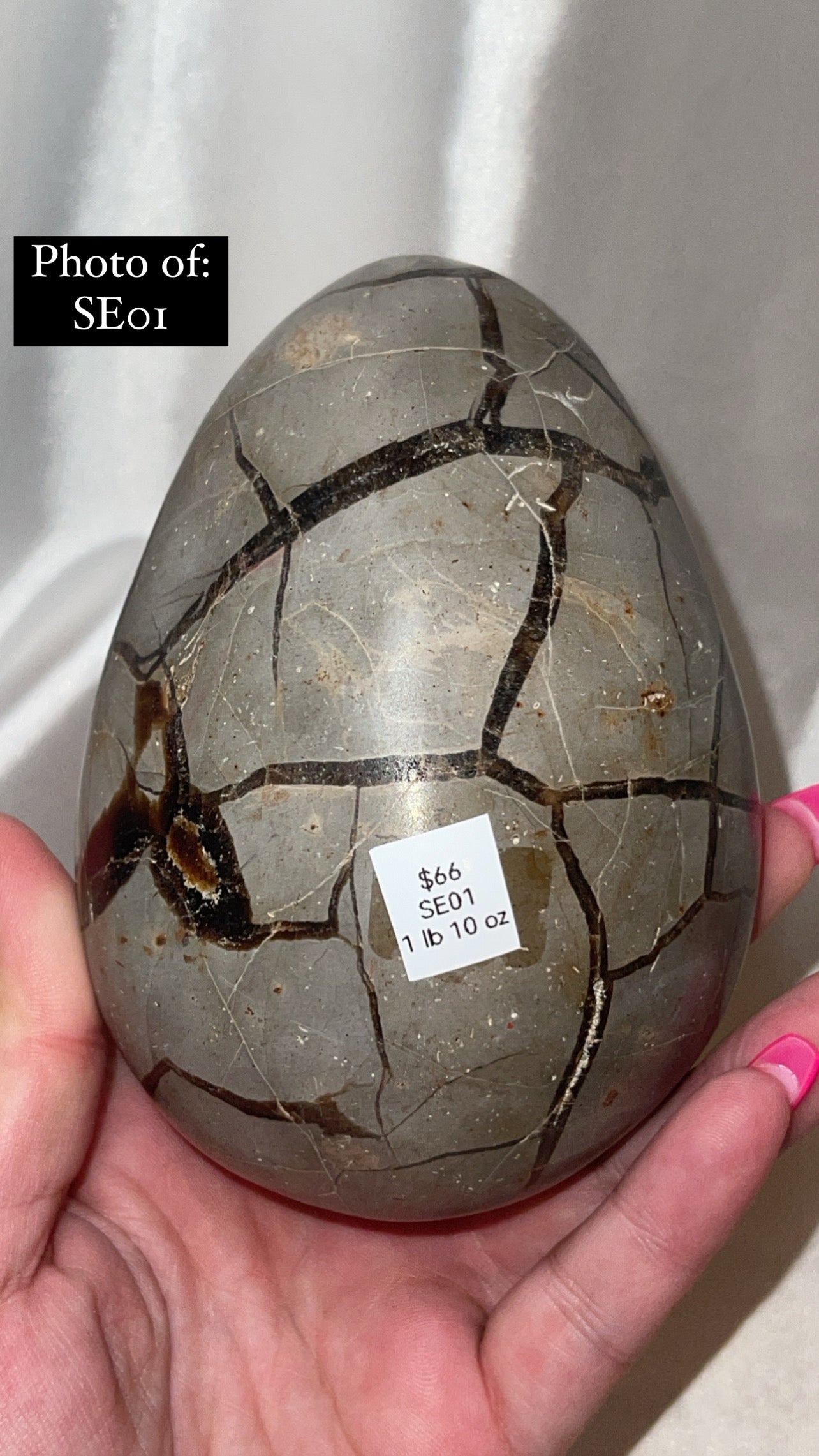 Septerian Large Dragon Egg