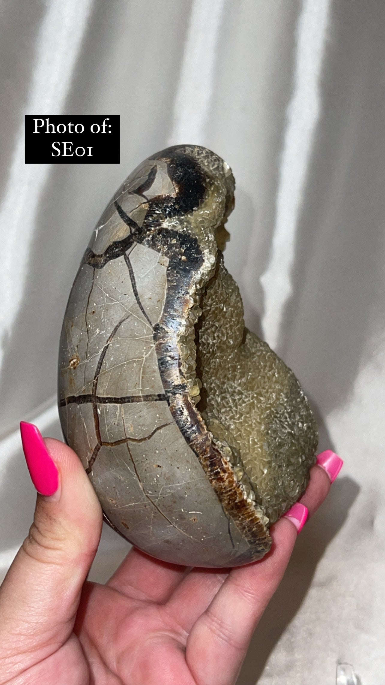 Septerian Large Dragon Egg