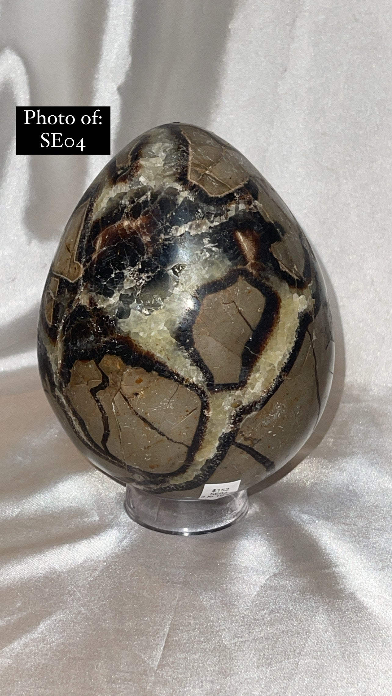 Septerian Large Dragon Egg