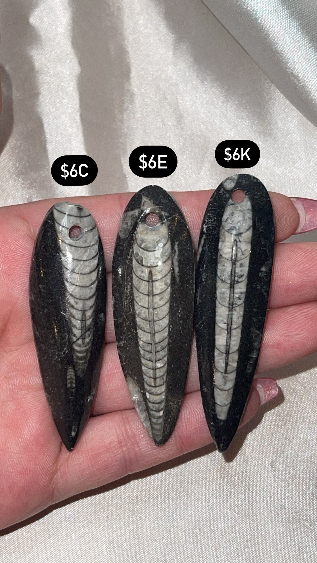 Orthocerra Fossil Drilled (Choose Your Own)
