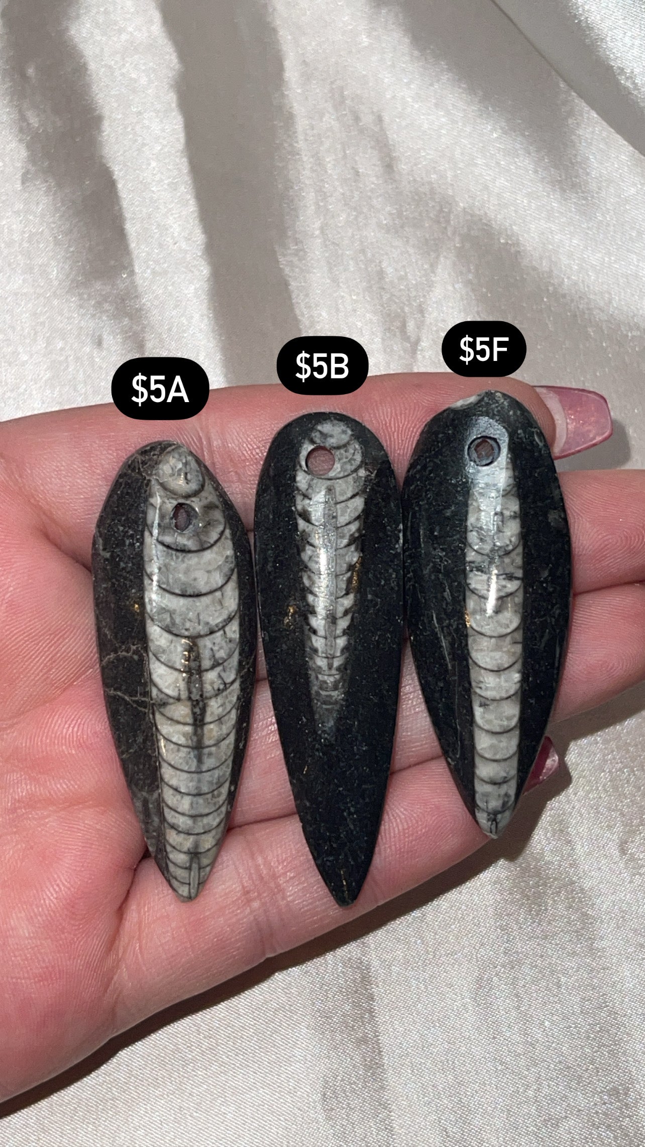 Orthocerra Fossil Drilled (Choose Your Own)