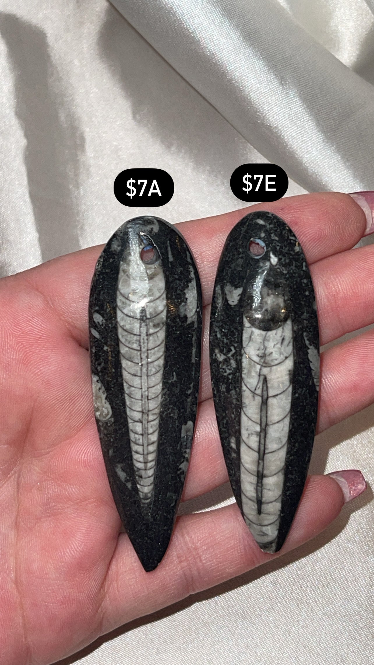 Orthocerra Fossil Drilled (Choose Your Own)