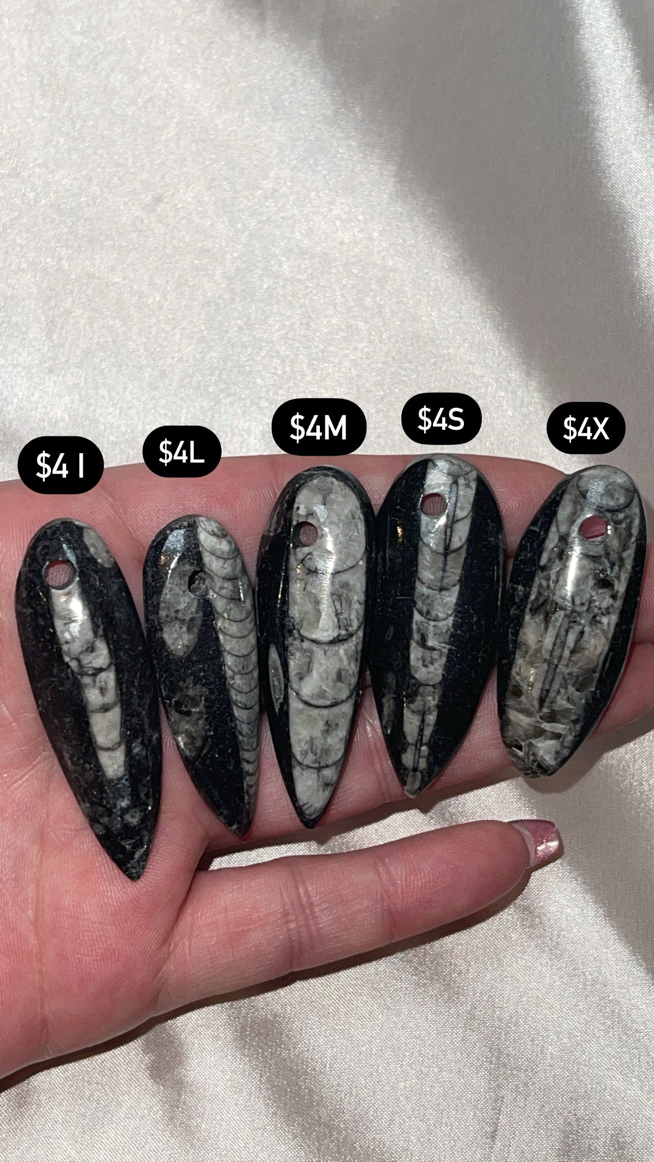 Orthocerra Fossil Drilled (Choose Your Own)