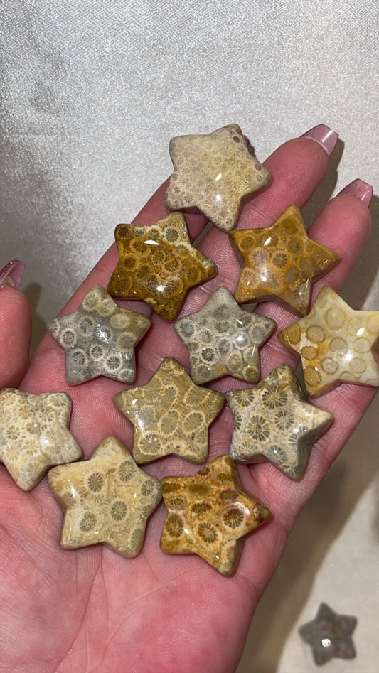 Coral Fossil Star