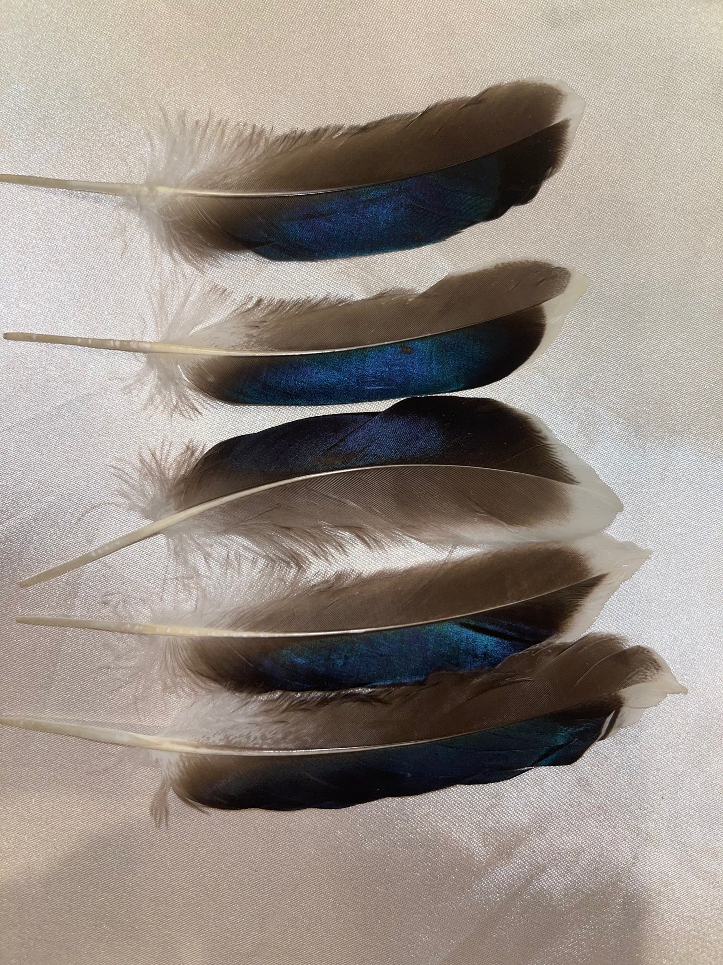 Small Iridescent Peacock Feather