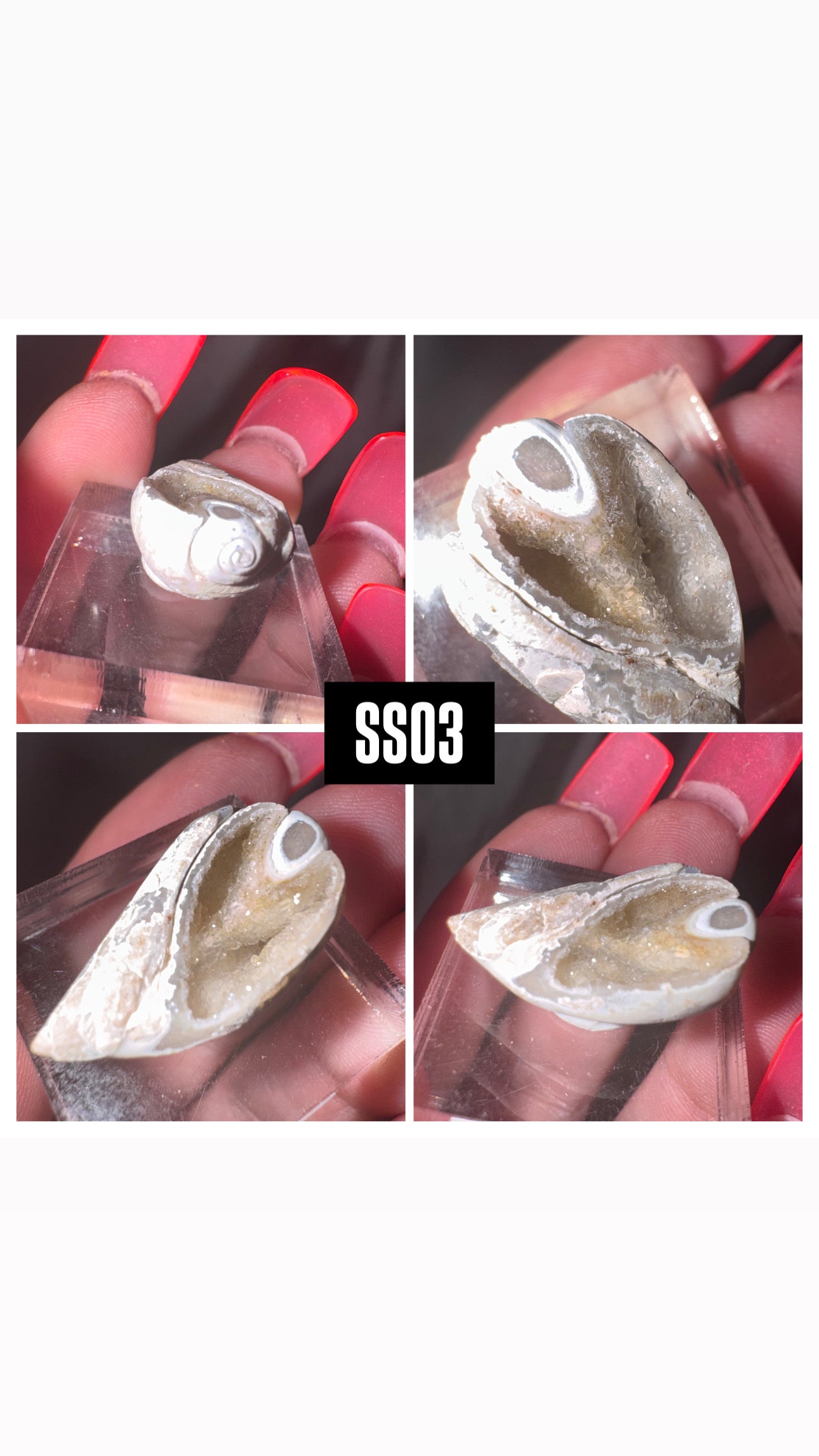 Druzy Fossilized Spiralite Quartz Shell Specimen