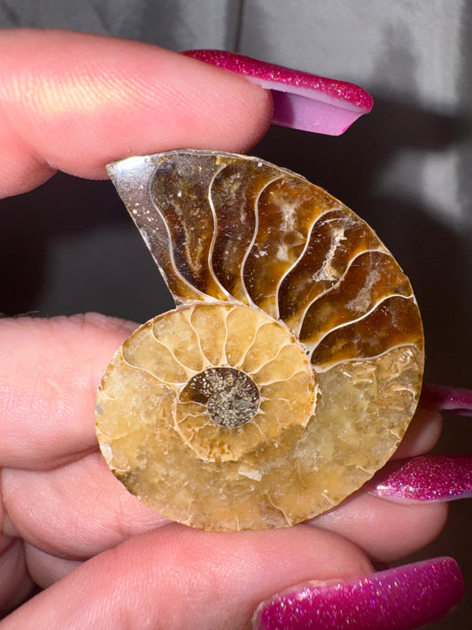 Ammonite Half