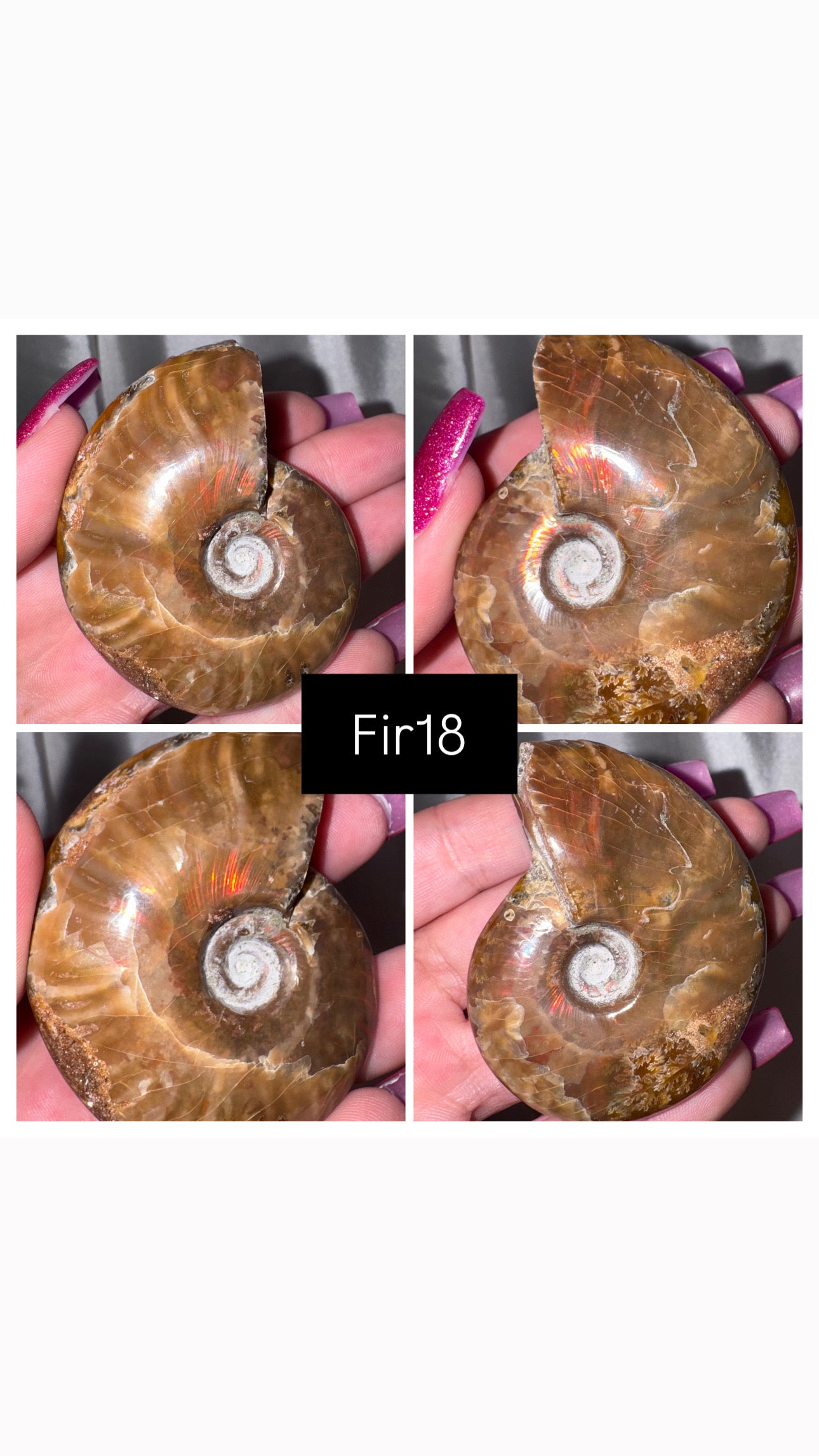 Fire Ammonite