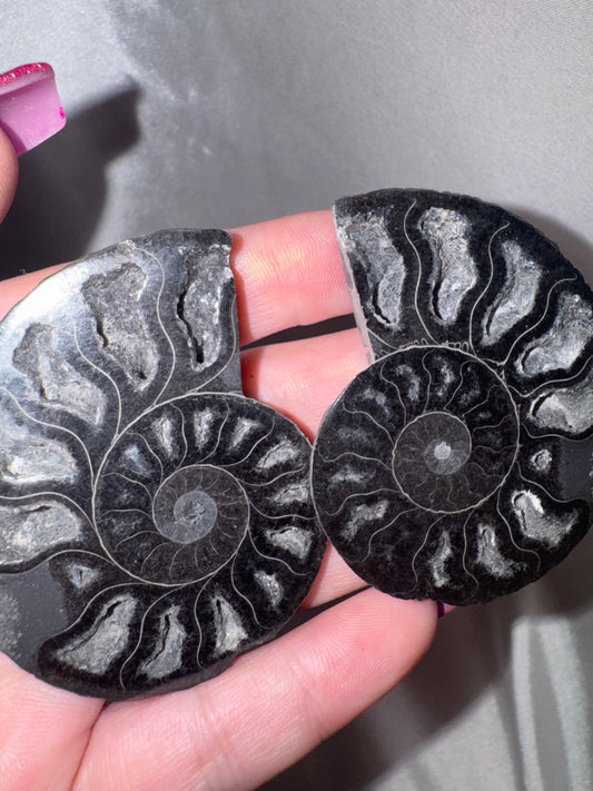 Black Ammonite Rare