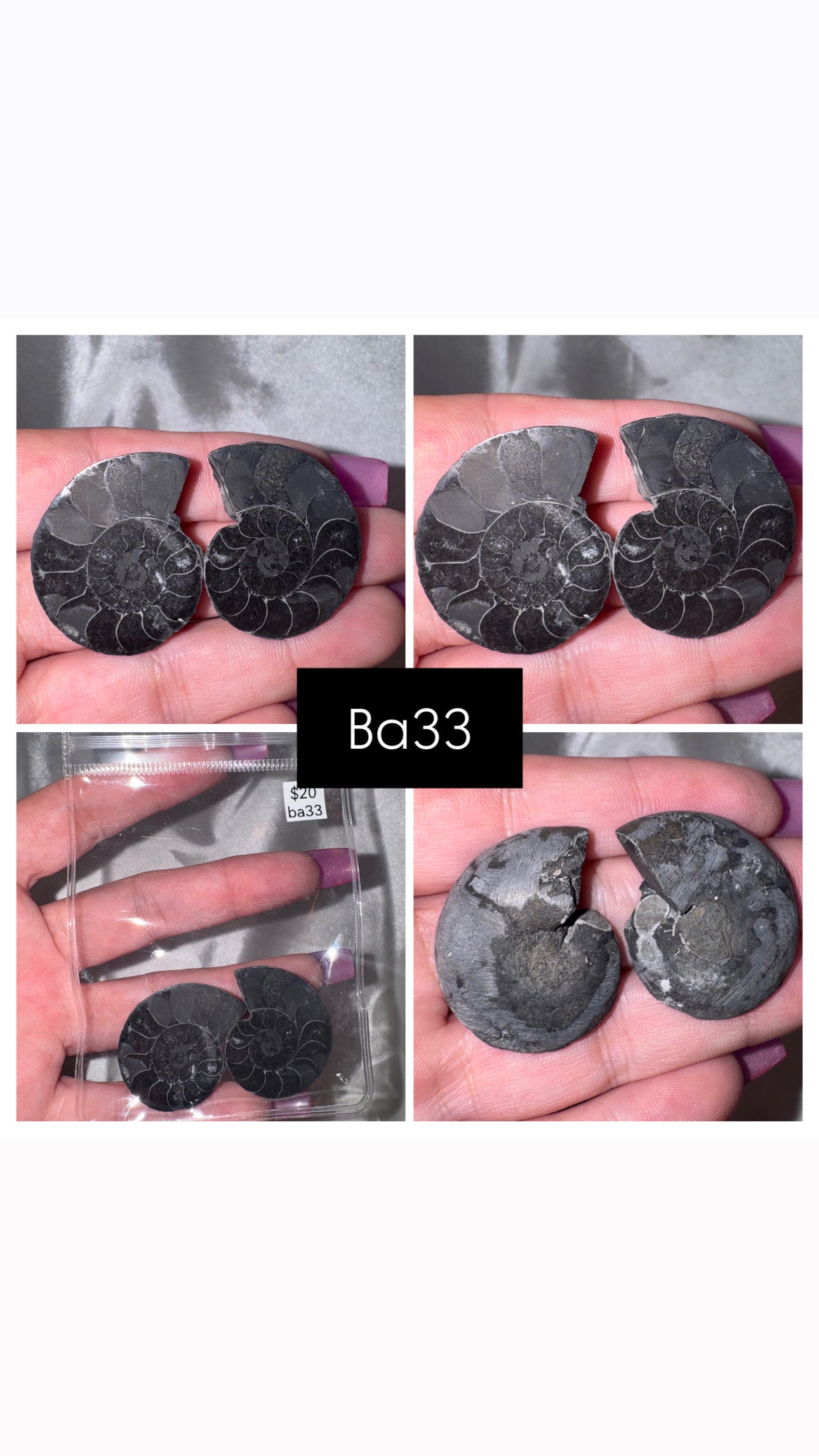 Black Ammonite Rare