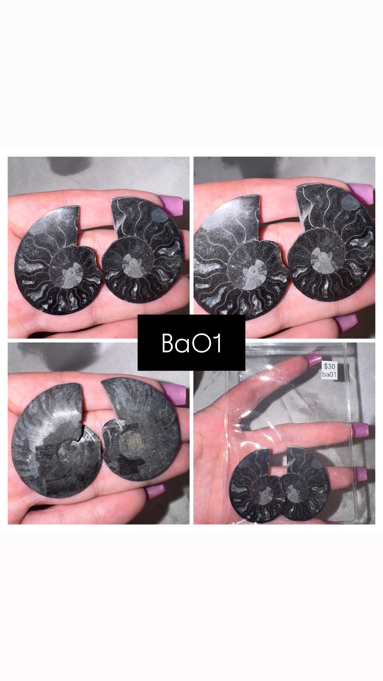 Black Ammonite Rare