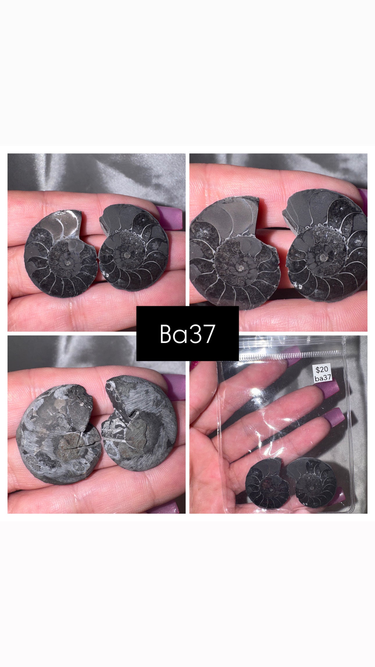 Black Ammonite Rare