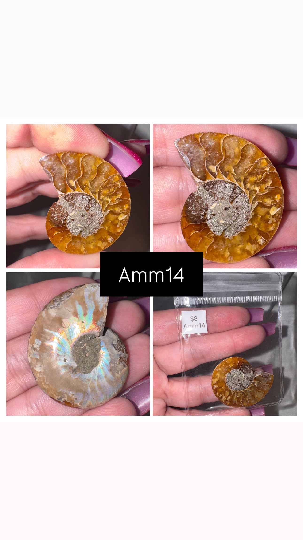 Ammonite Half
