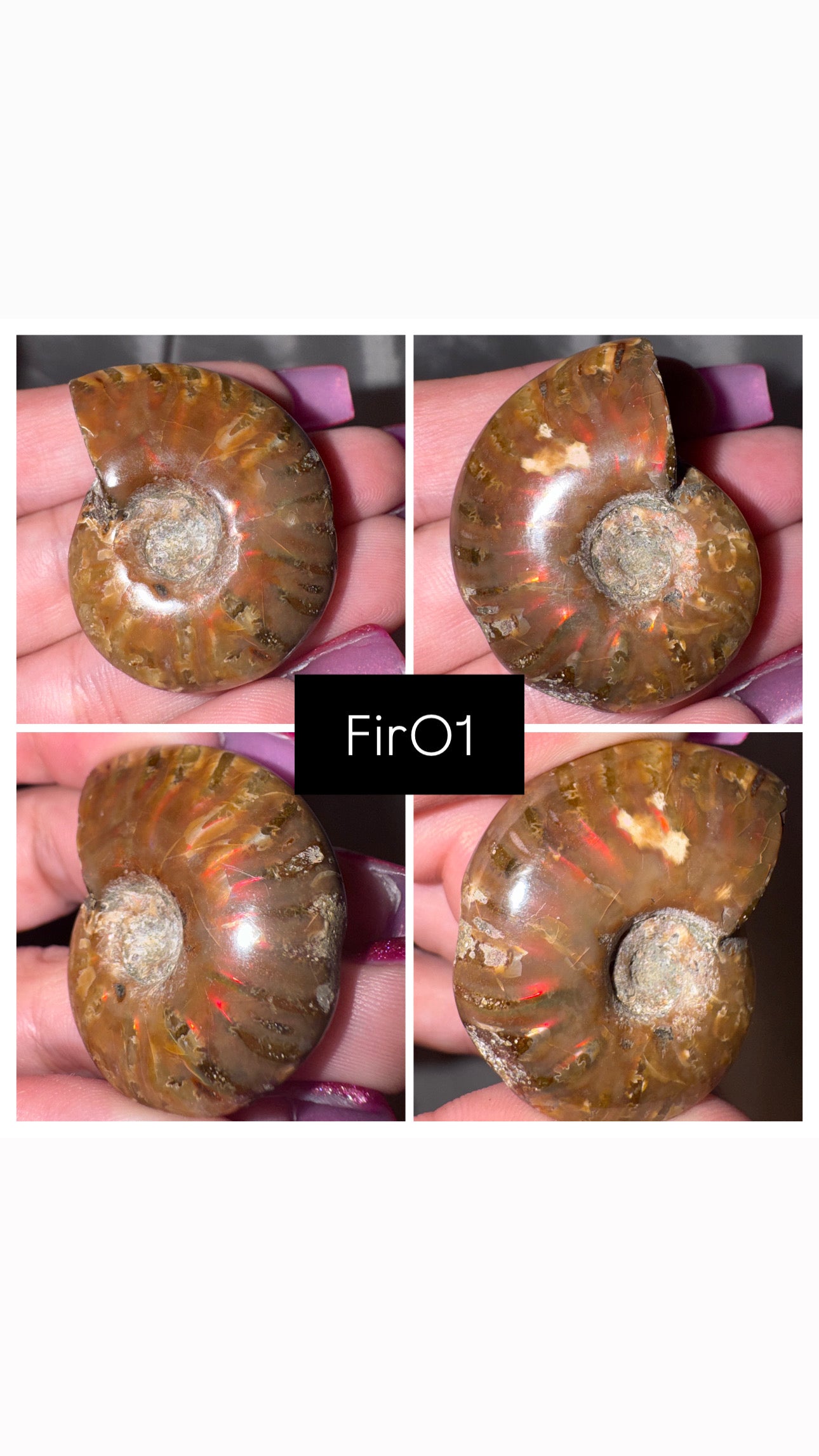 Fire Ammonite