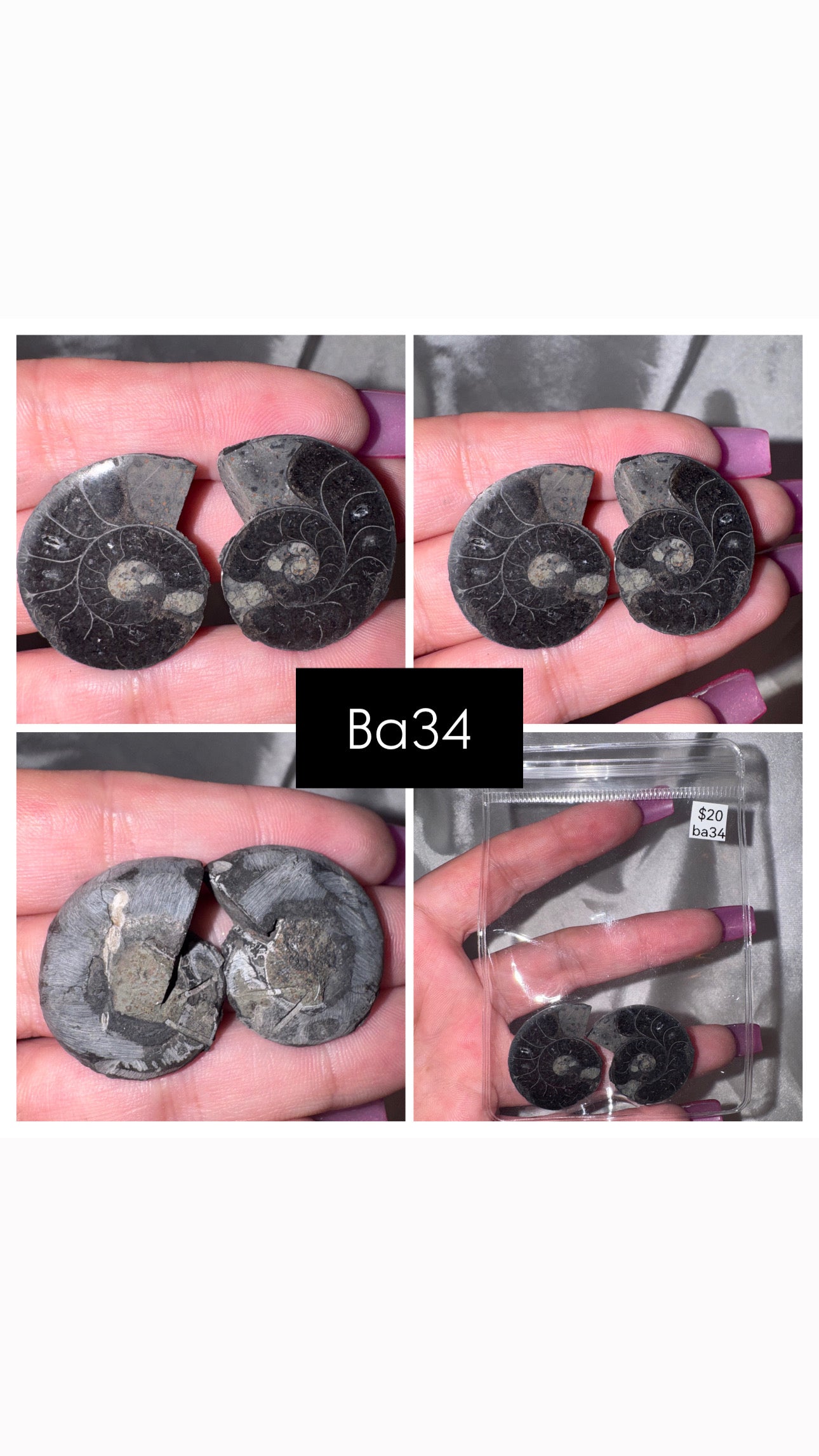 Black Ammonite Rare
