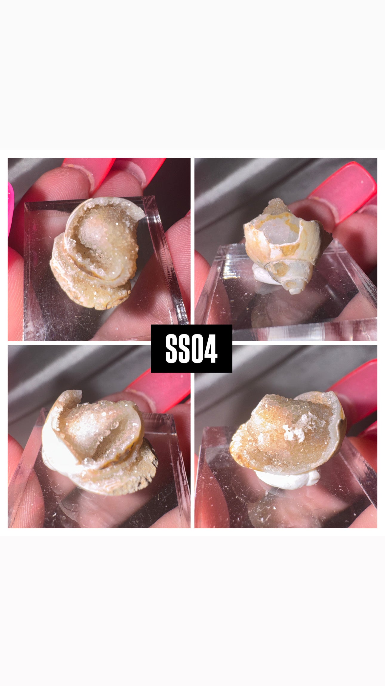 Druzy Fossilized Spiralite Quartz Shell Specimen