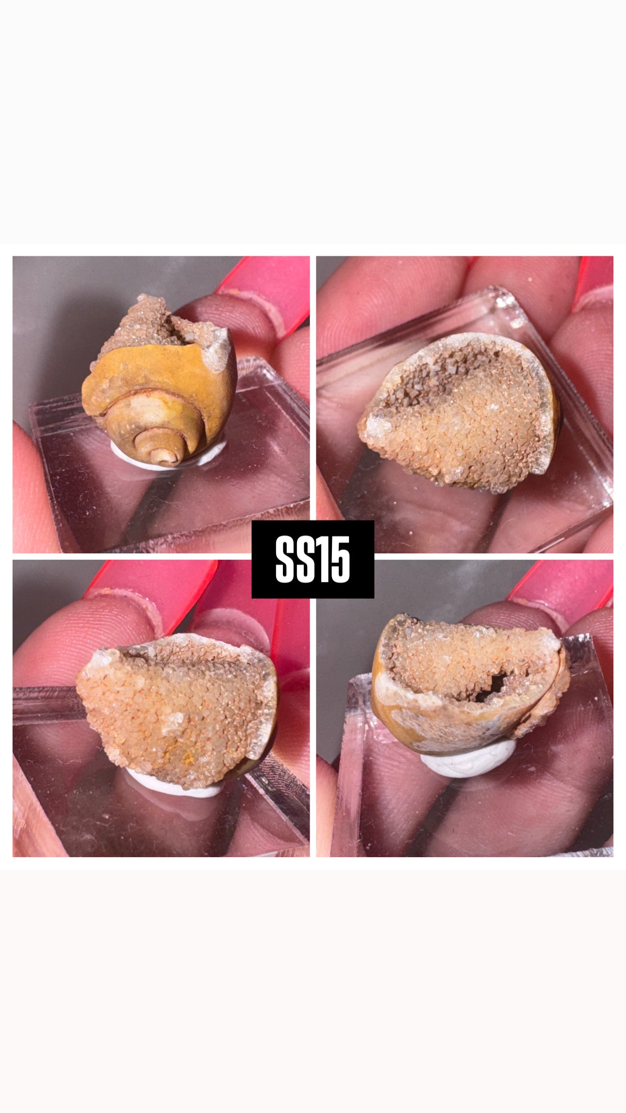 Druzy Fossilized Spiralite Quartz Shell Specimen