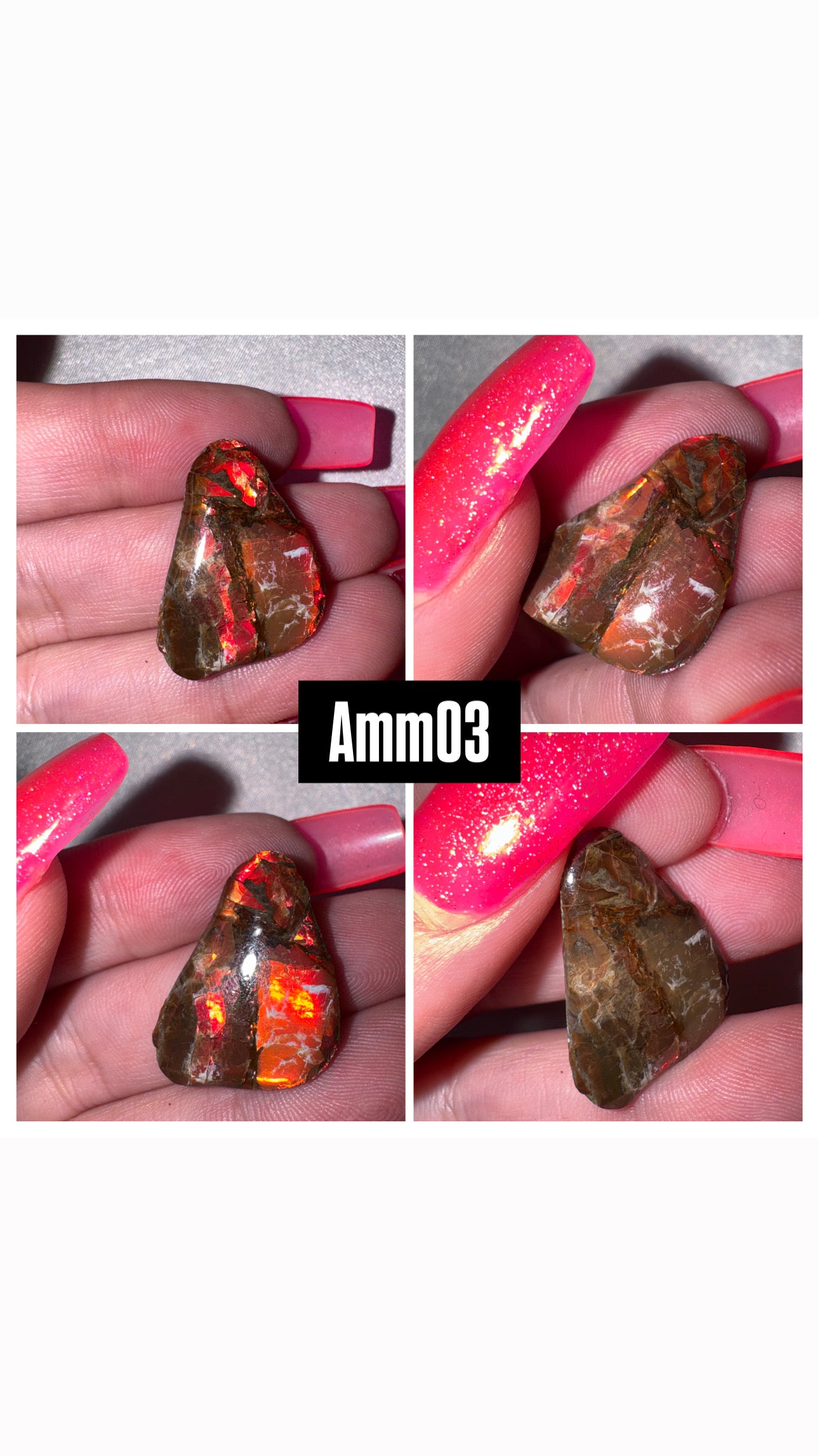 Ammolite Rare
