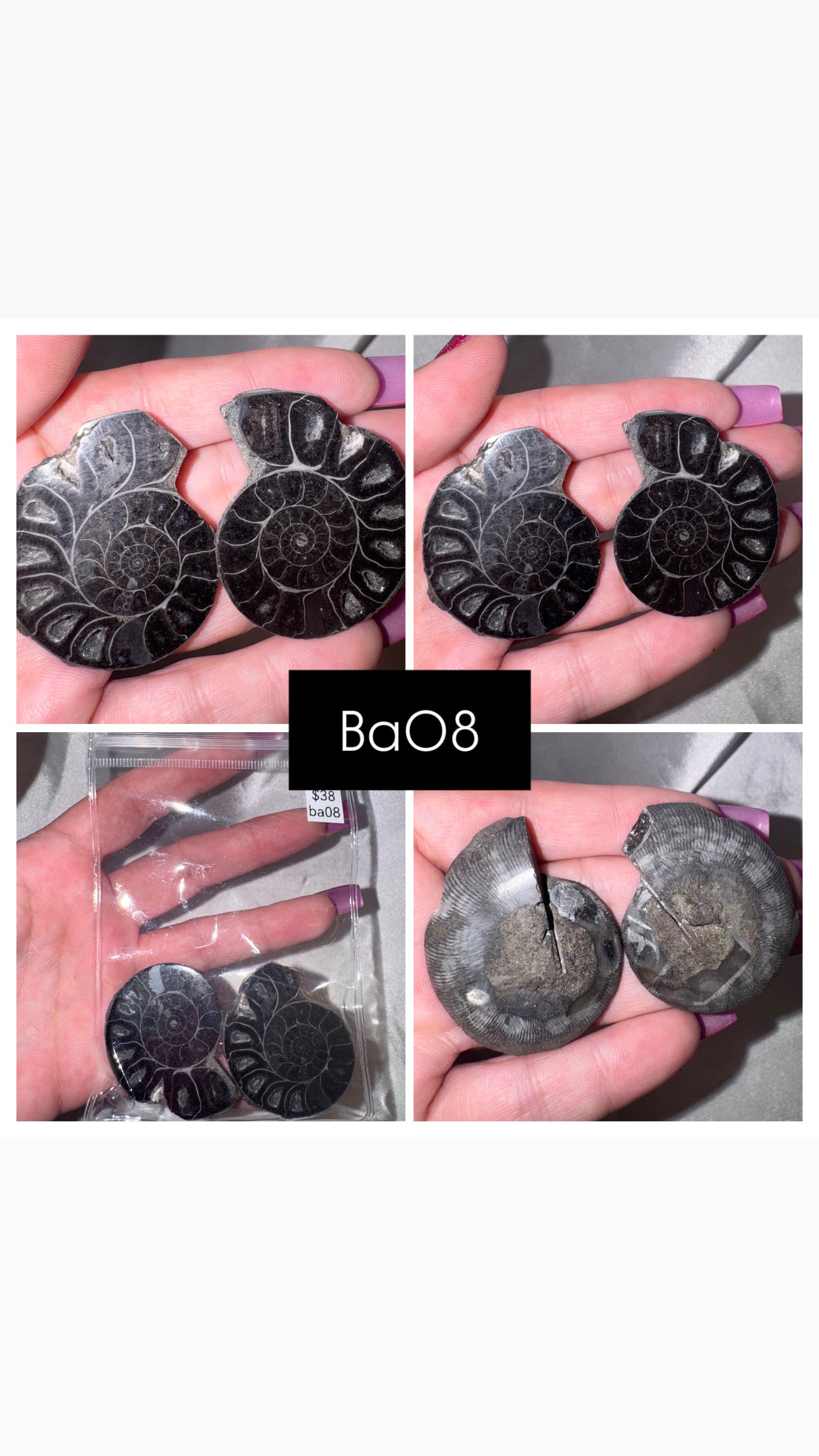 Black Ammonite Rare