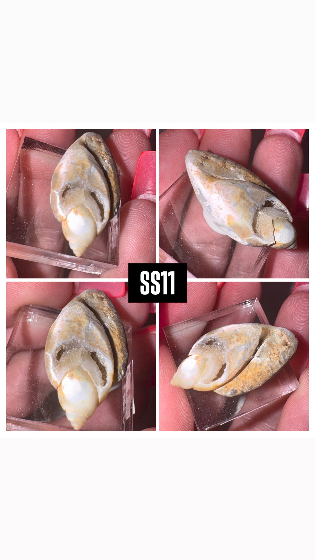Druzy Fossilized Spiralite Quartz Shell Specimen