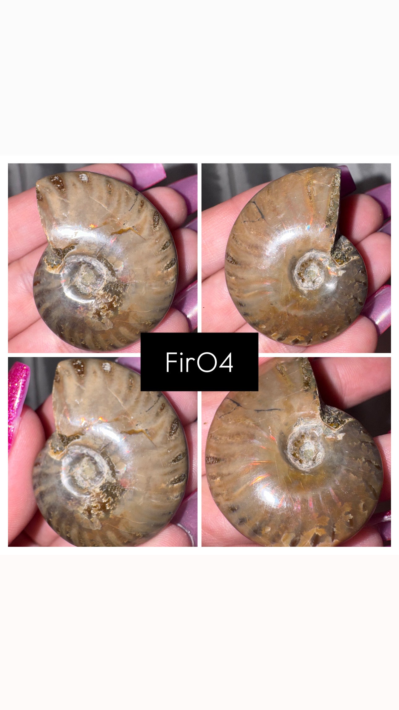 Fire Ammonite