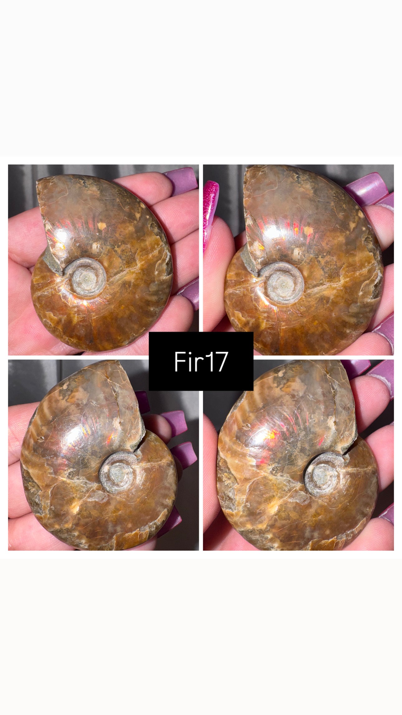 Fire Ammonite