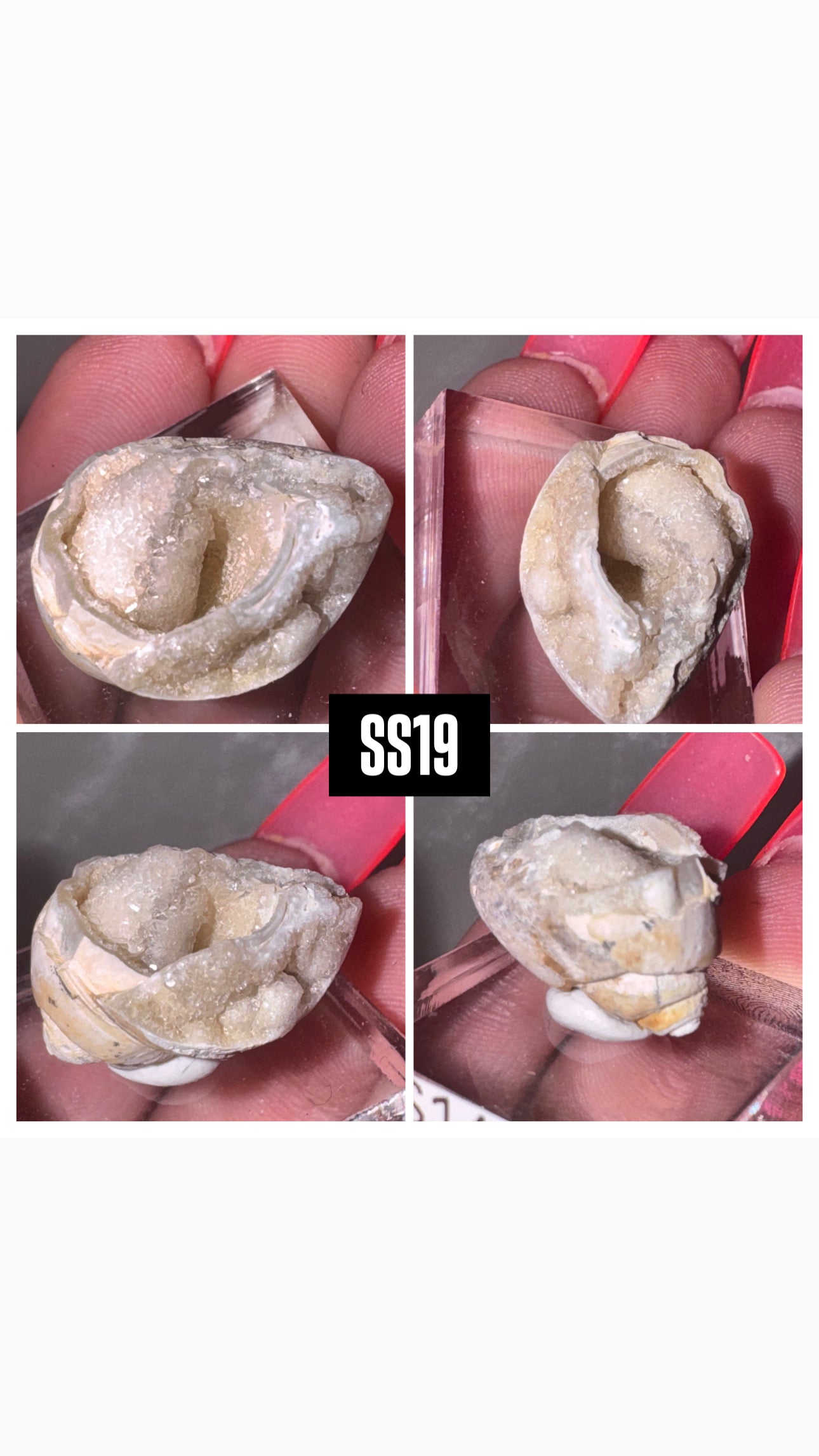 Druzy Fossilized Spiralite Quartz Shell Specimen