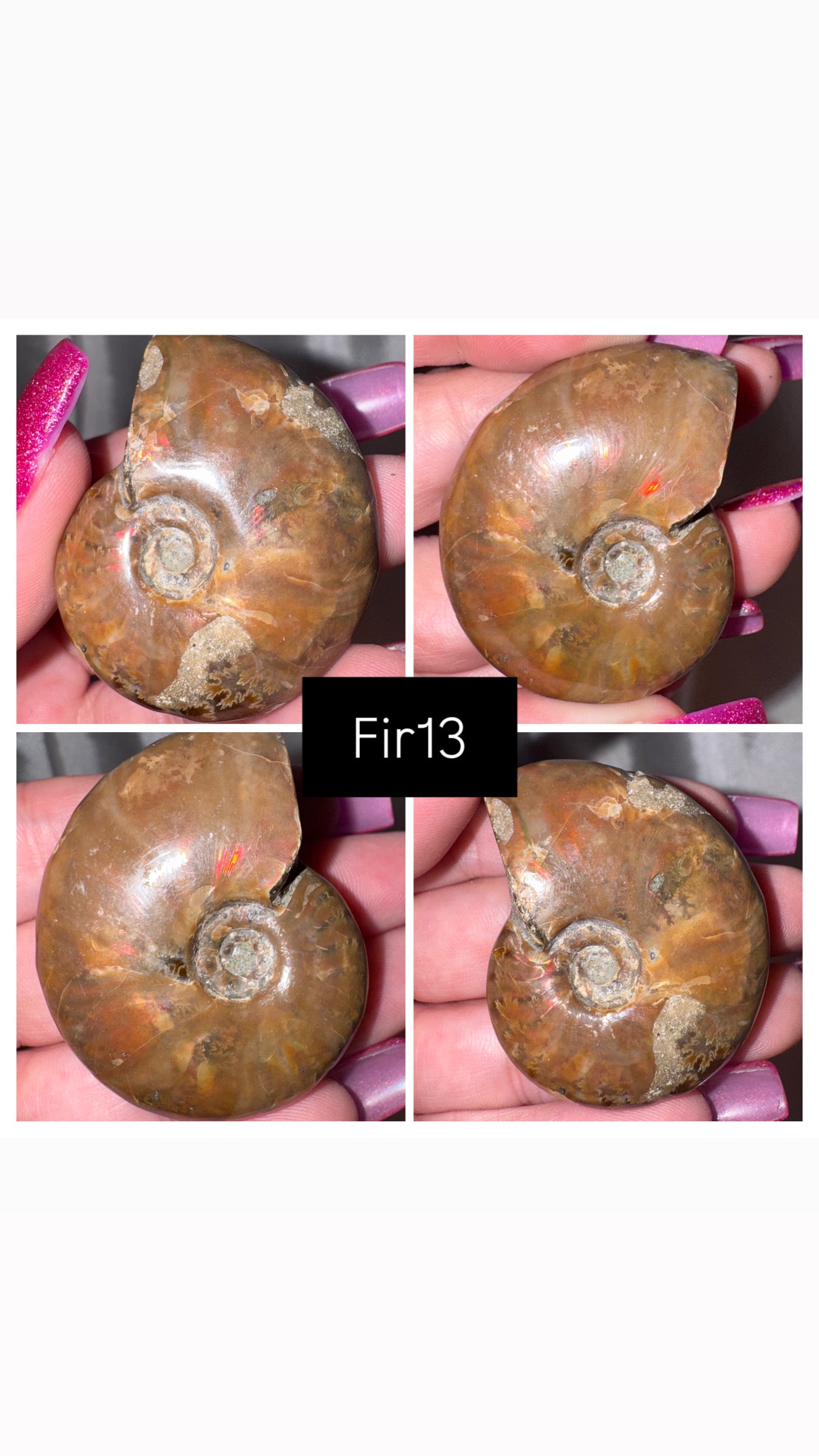 Fire Ammonite