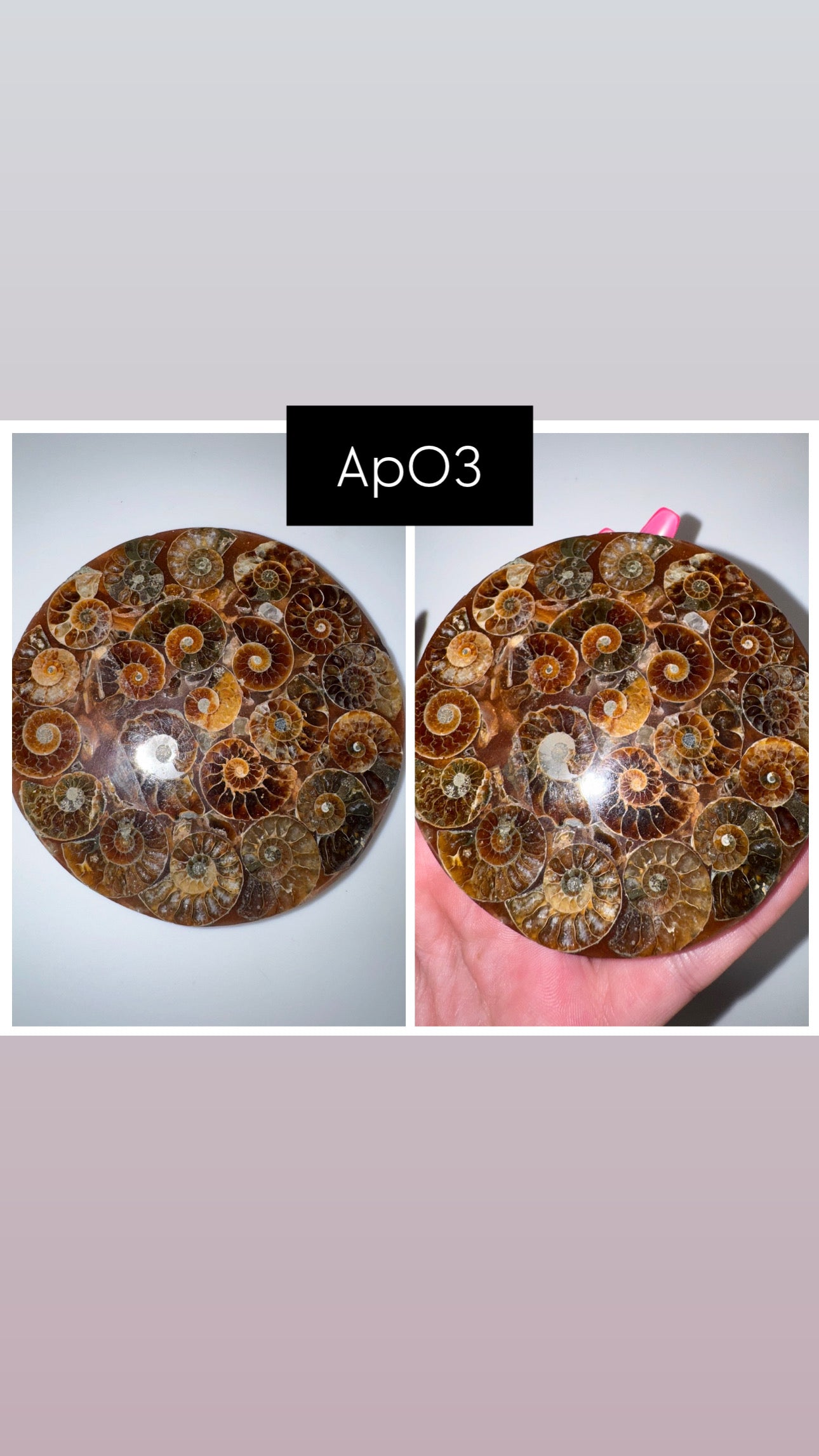 Ammonite Fossil Plate