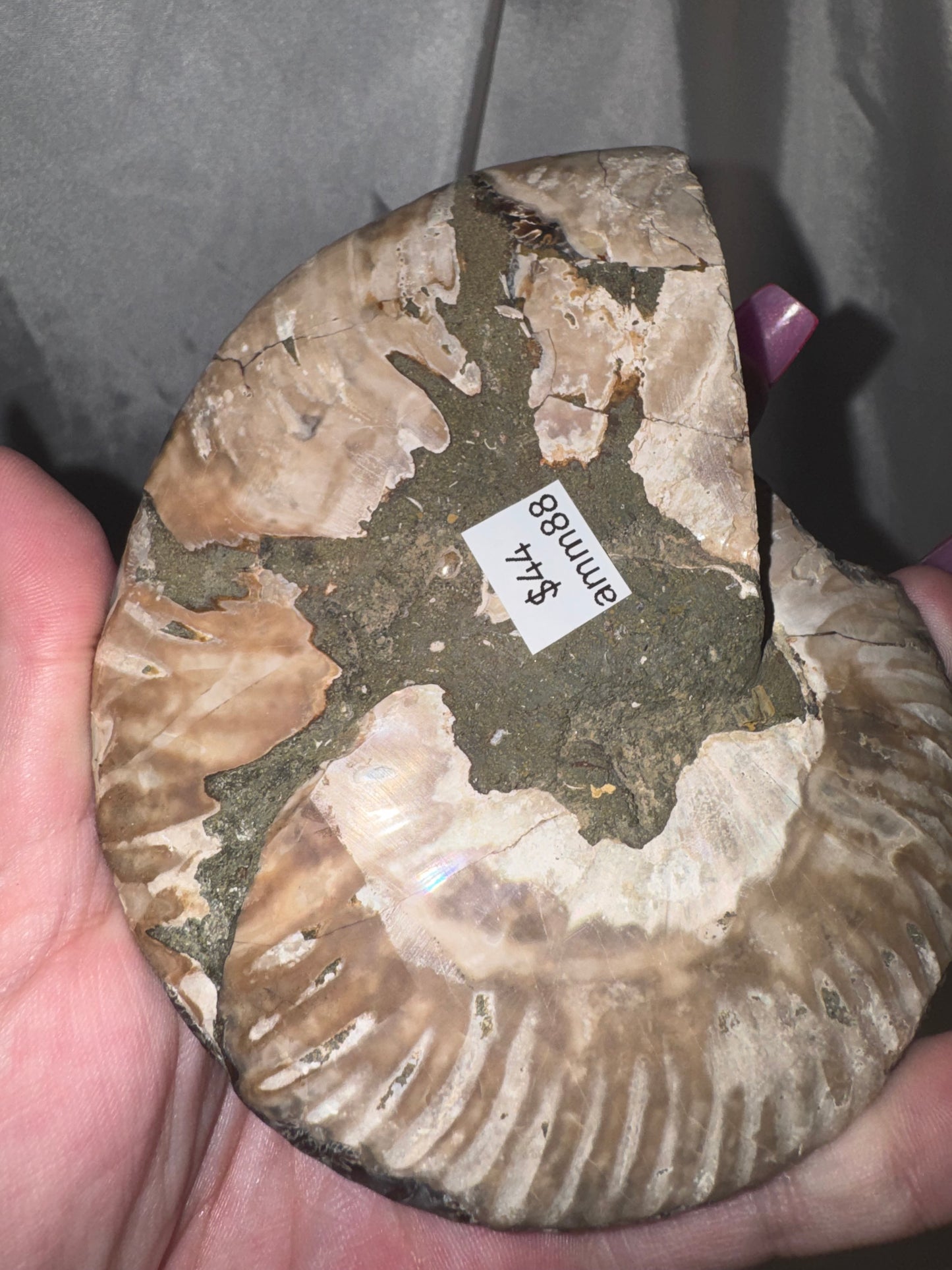 Ammonite XL