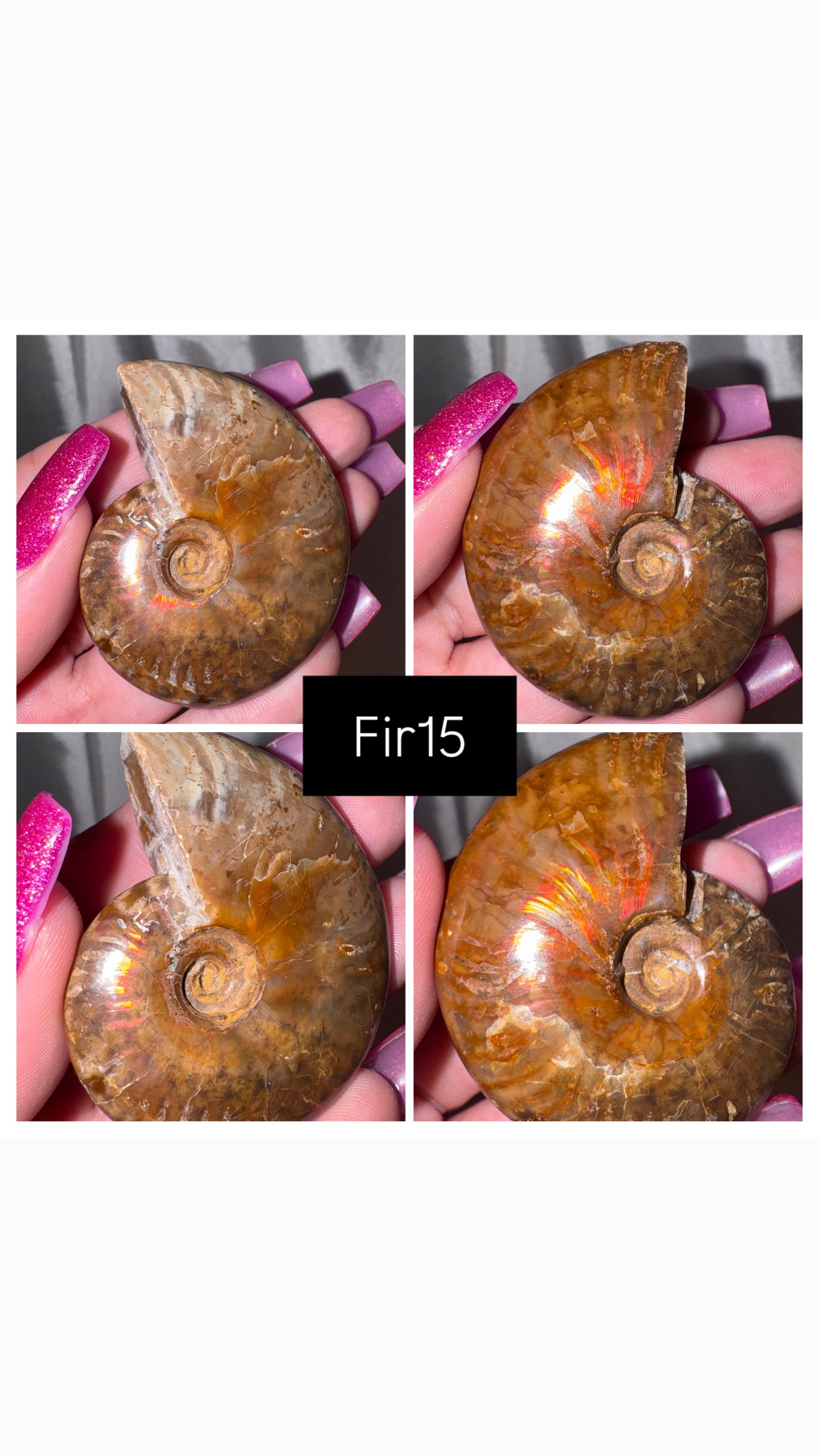 Fire Ammonite