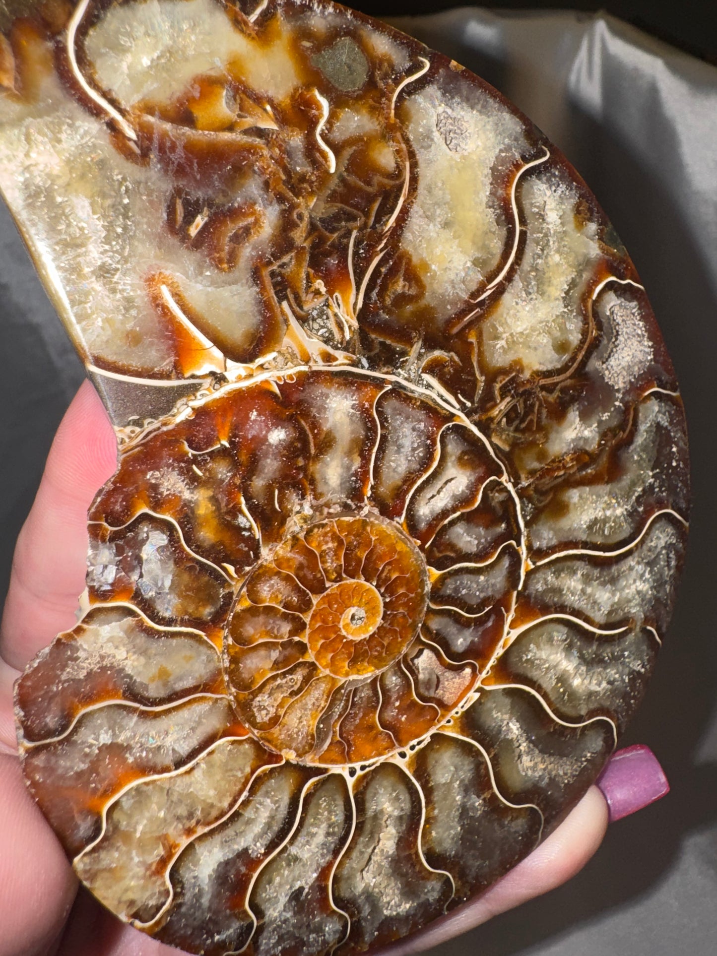 Ammonite XL