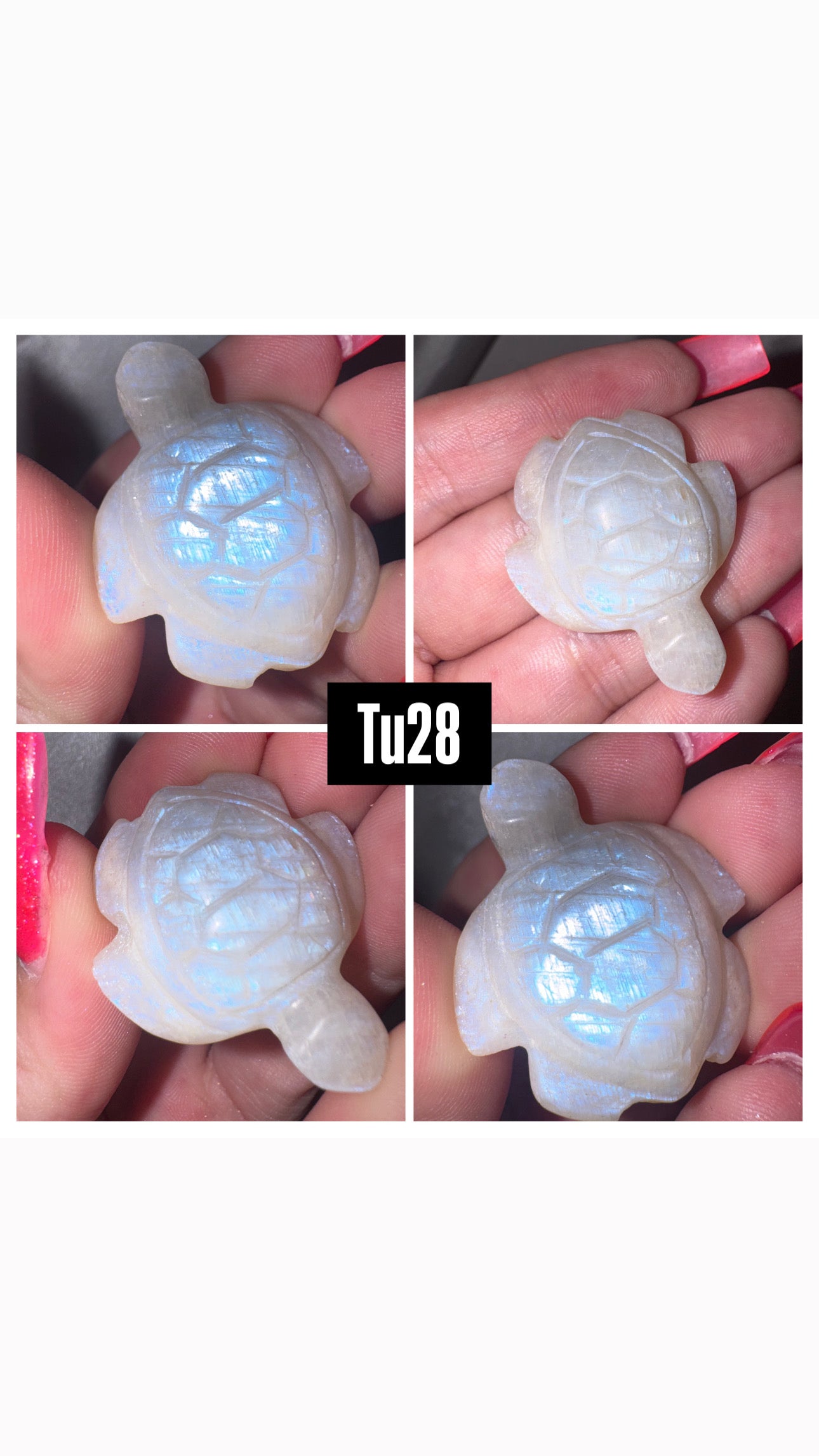 Moonstone Sea Turtle