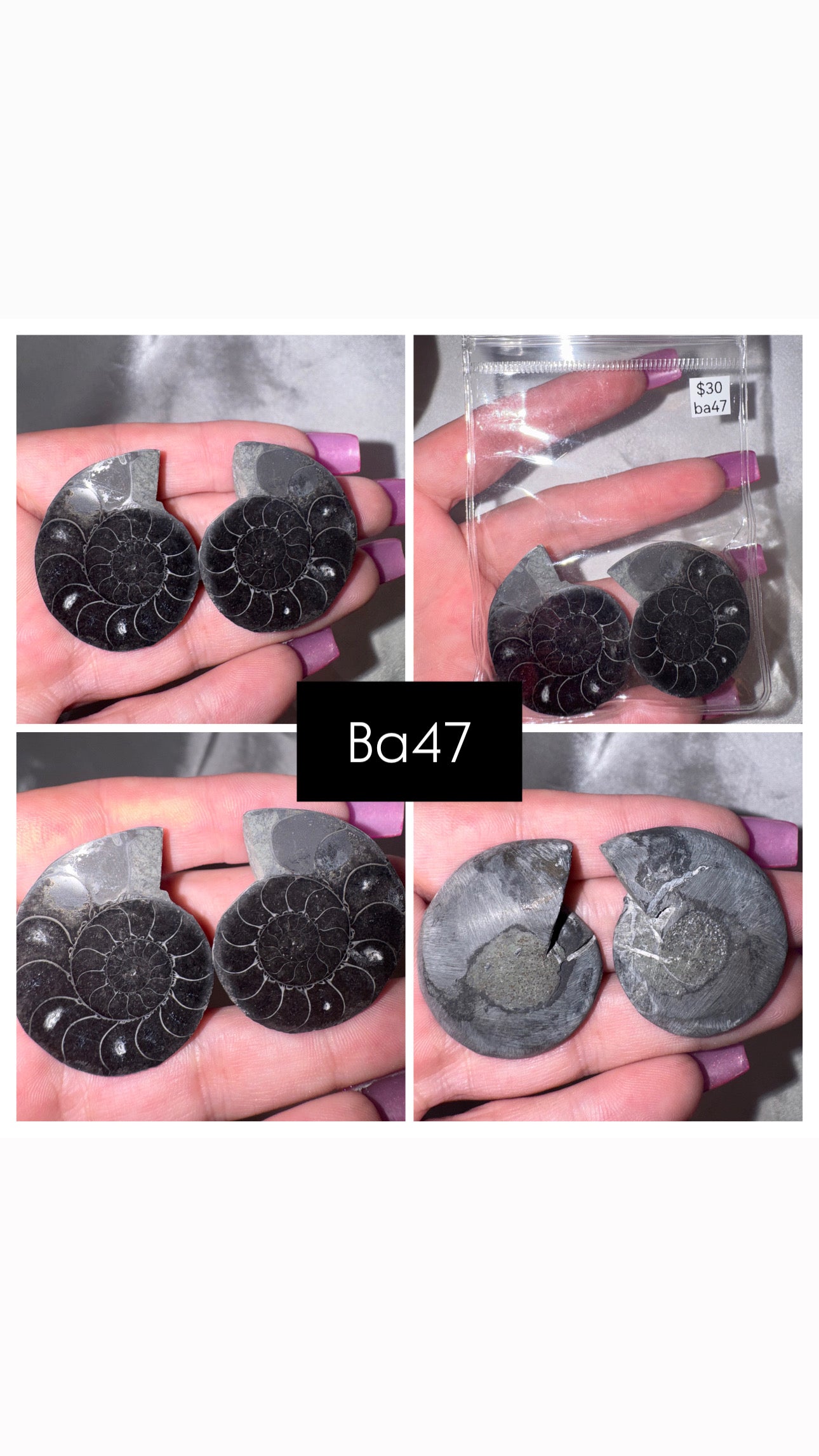Black Ammonite Rare