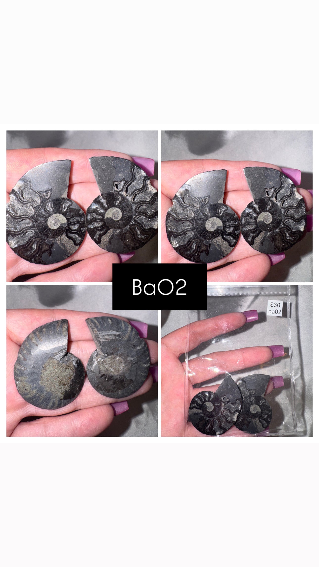 Black Ammonite Rare