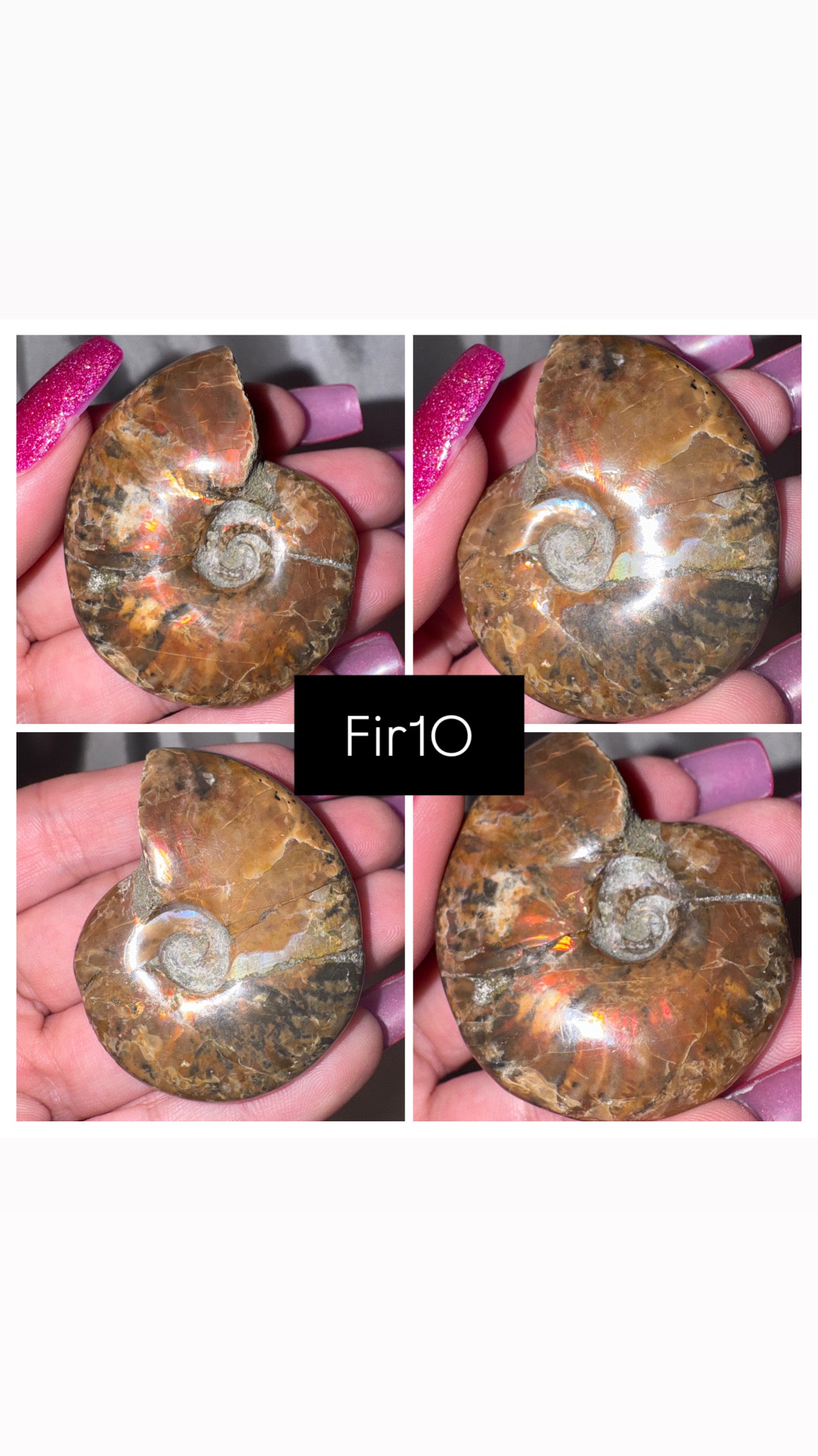 Fire Ammonite