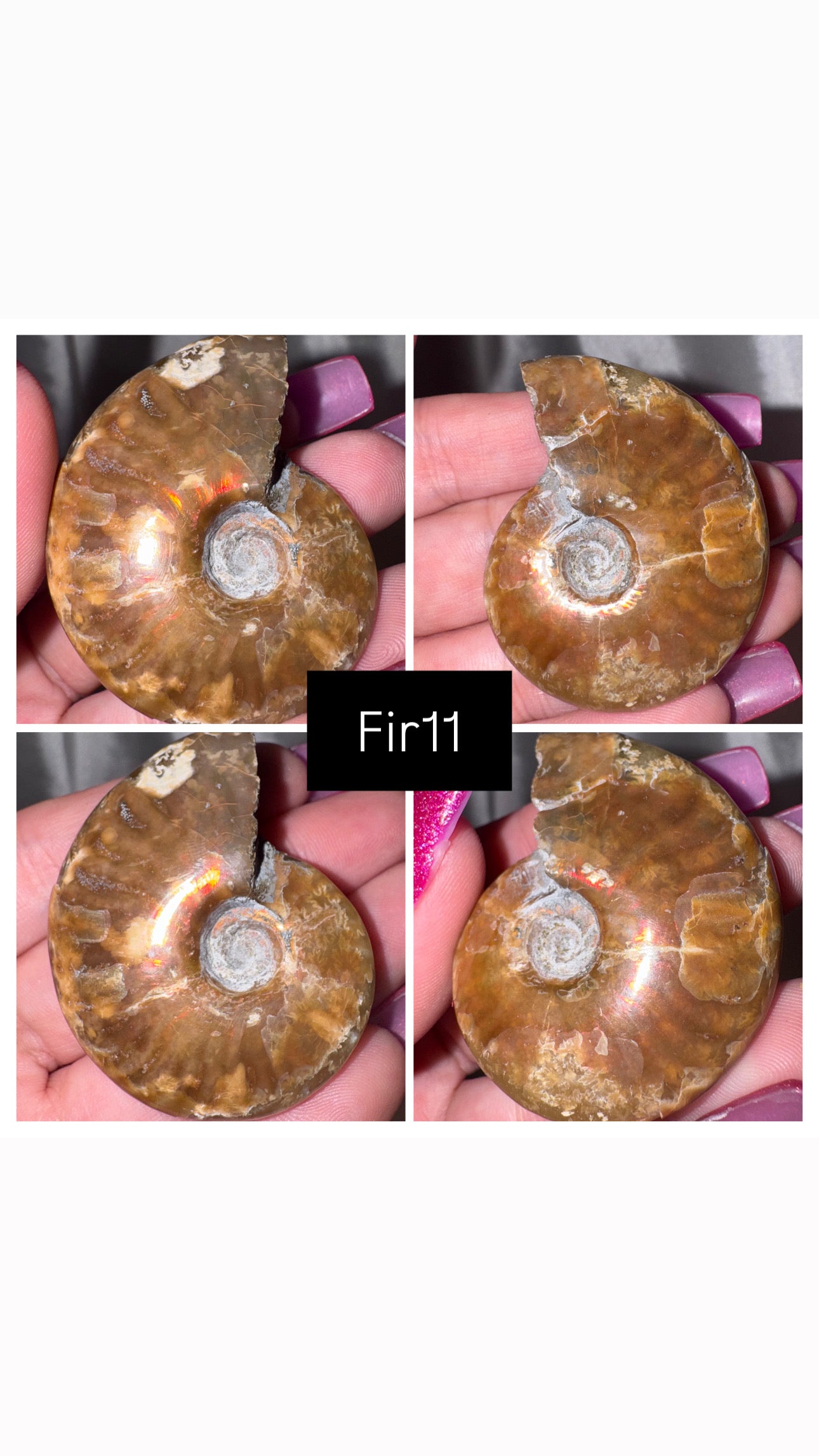 Fire Ammonite