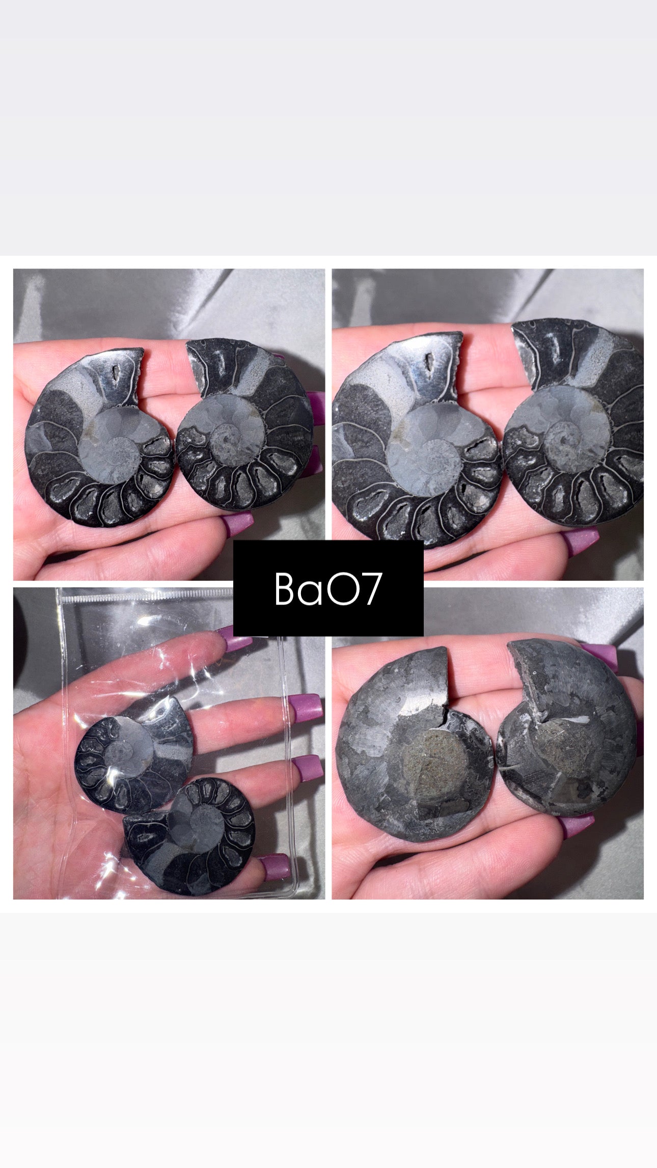 Black Ammonite Rare