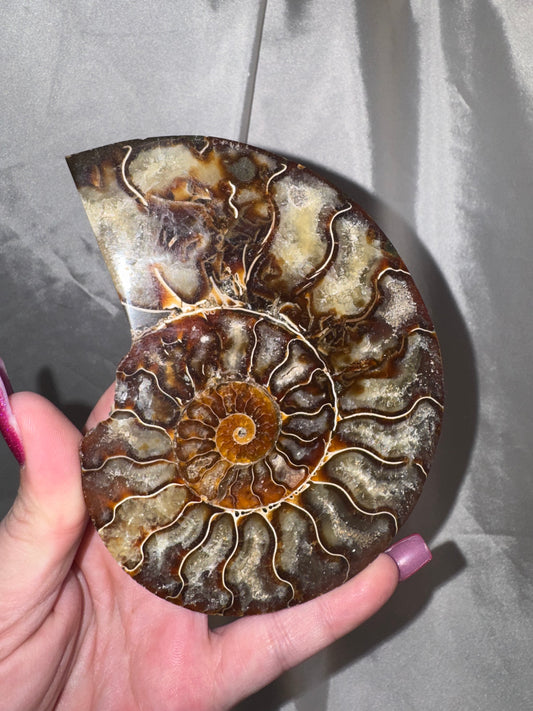 Ammonite XL