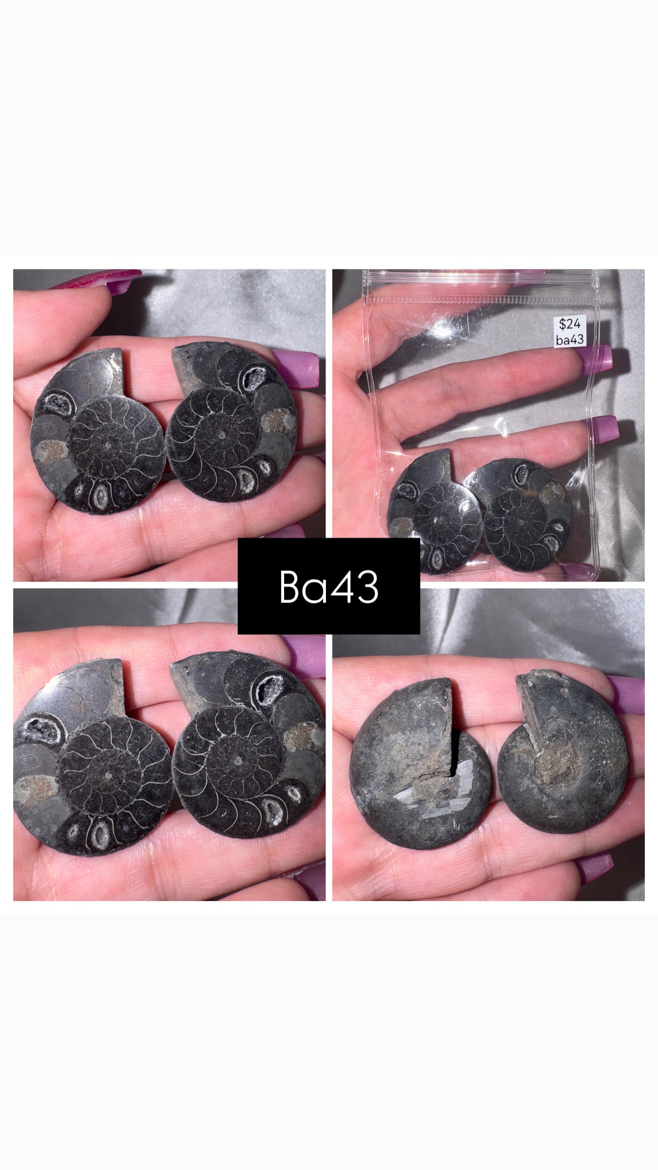 Black Ammonite Rare