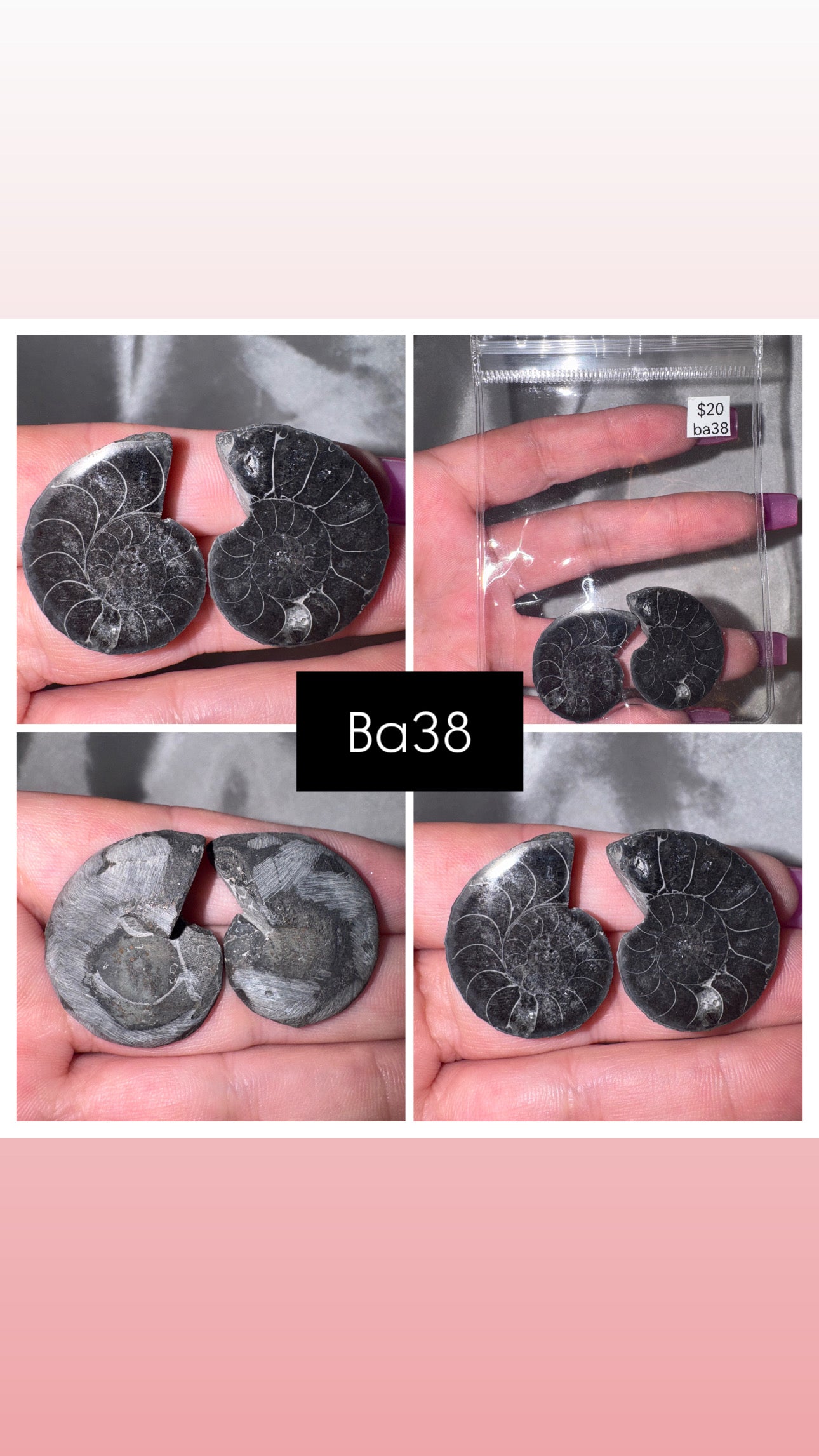 Black Ammonite Rare