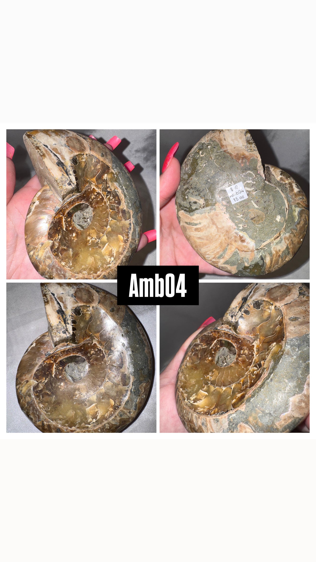 Ammonite Large Bowl