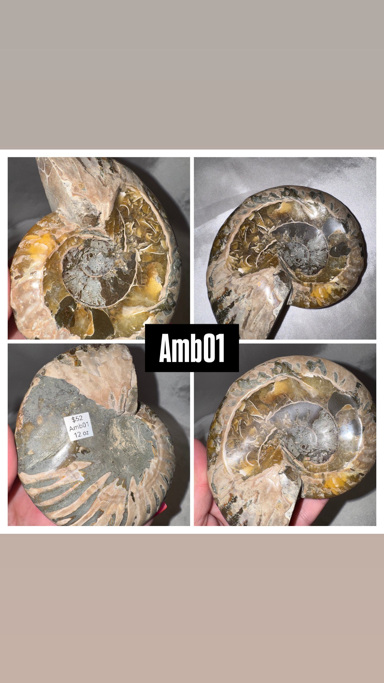 Ammonite Large Bowl