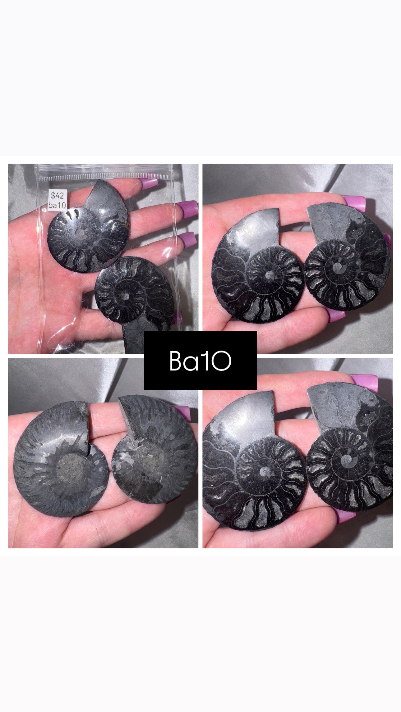 Black Ammonite Rare