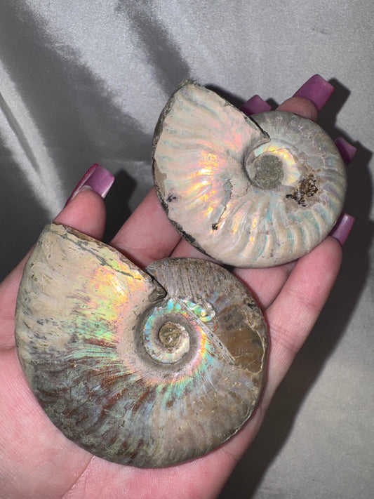 Opalized Ammonite Large (last 2!)