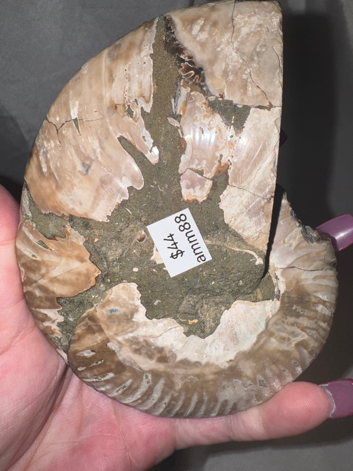 Ammonite XL