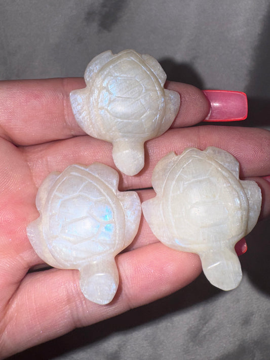 Moonstone Sea Turtle